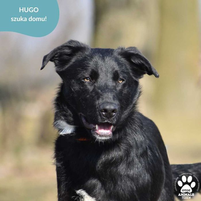 OTOZ TCZEW - HUGO - szuka domu!
