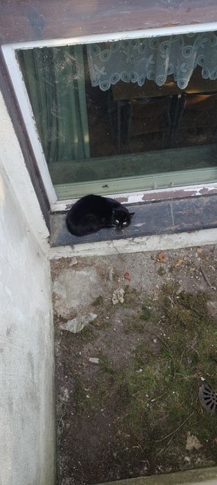 Znaleziony kot ,potrzebował pomocy.