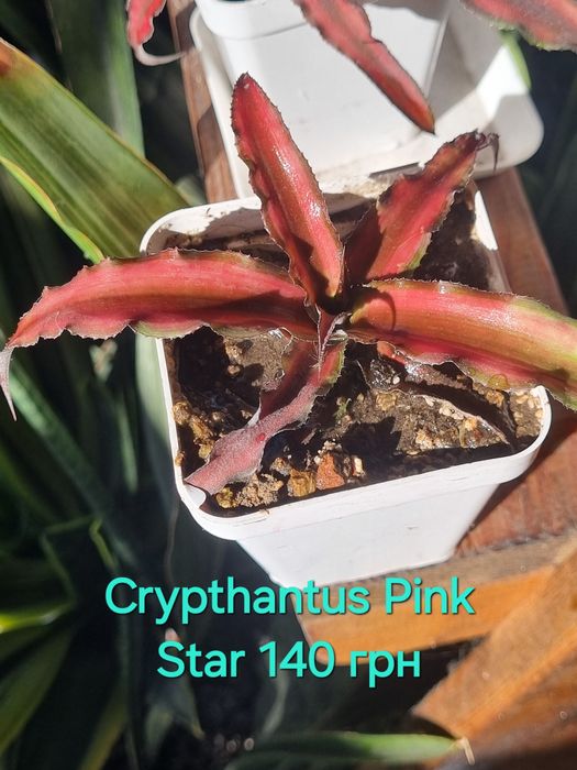 Criptanthus Криптантус