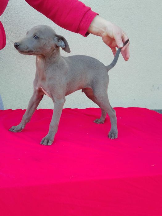 Chart Angielski Whippet Piesek