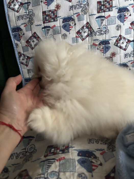 Шпиц померанский, родились 18 сентября