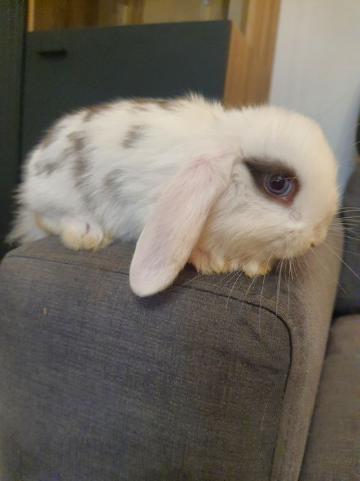 Króliki baranek miniaturka karzełek mini lop. Cena CAŁKOWITA.