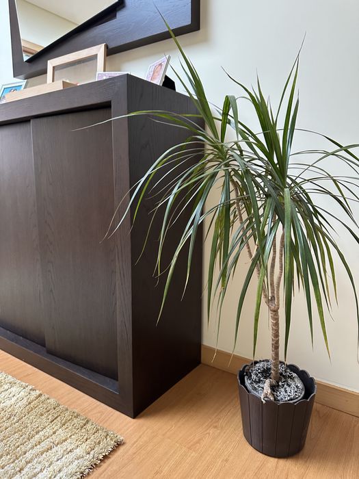Planta interior elegante com vaso