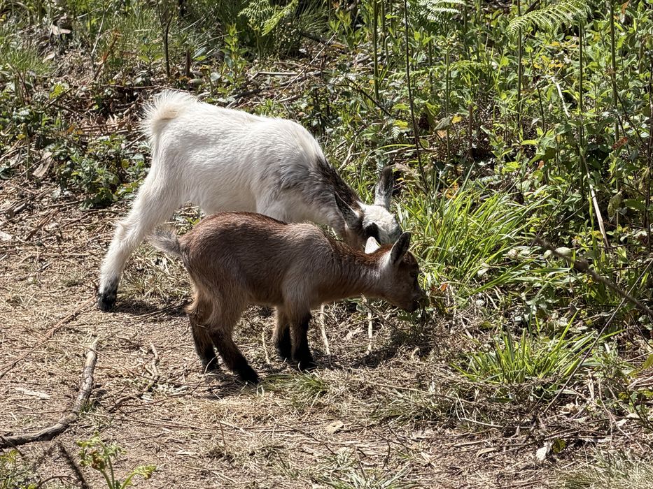 Cabras anas( femeas e machos)