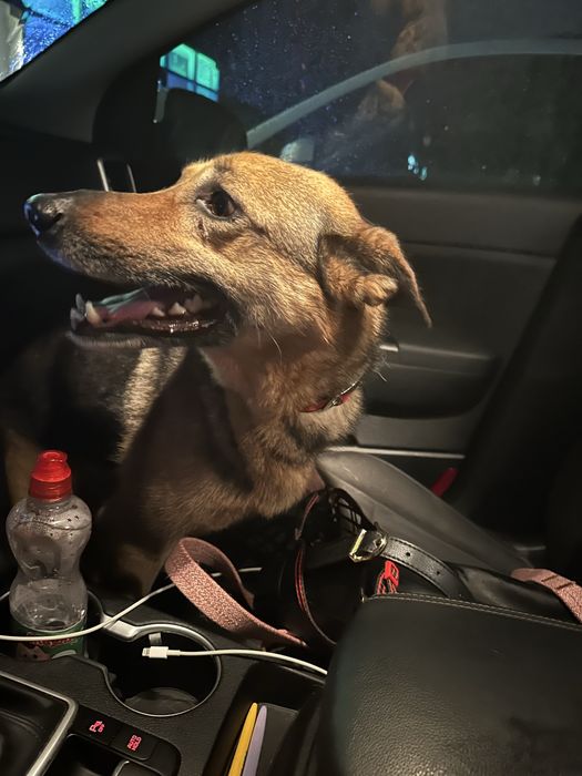 Собака в лушчие руки