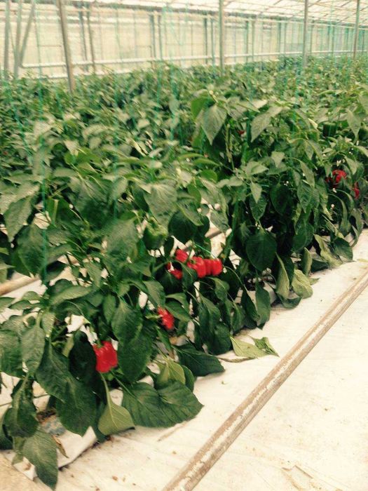 Продам Тепличний Комбінат в Івано-Франківській області