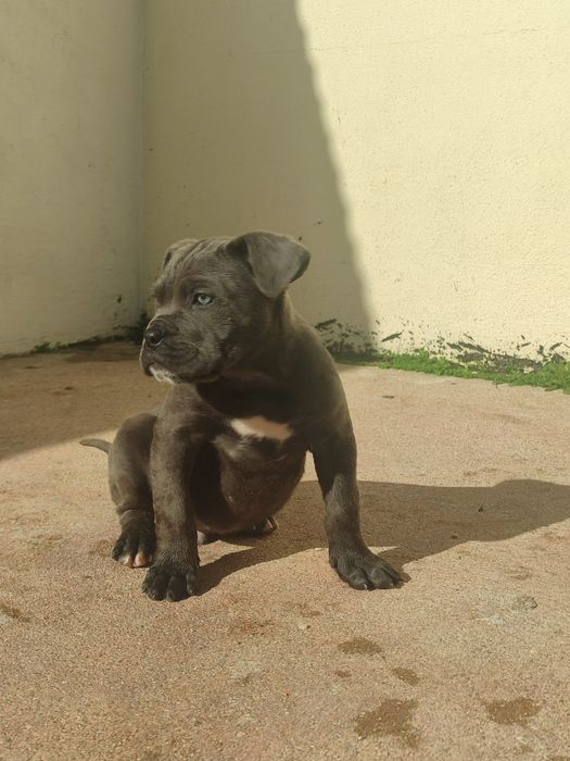 Cane Corso com lop e afixo