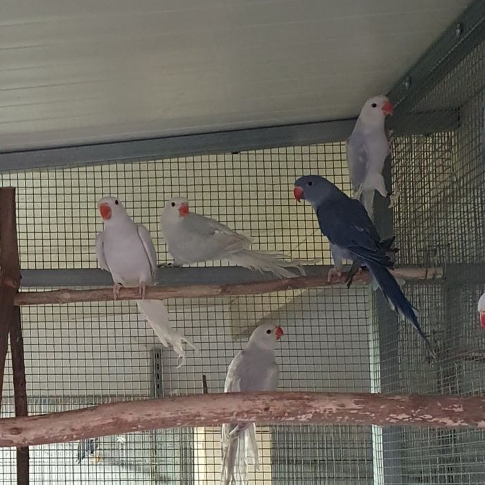 Ring Necks 2025 - Aves com documentação