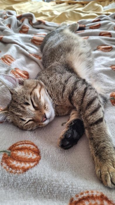 Biszkopt prosi o dom