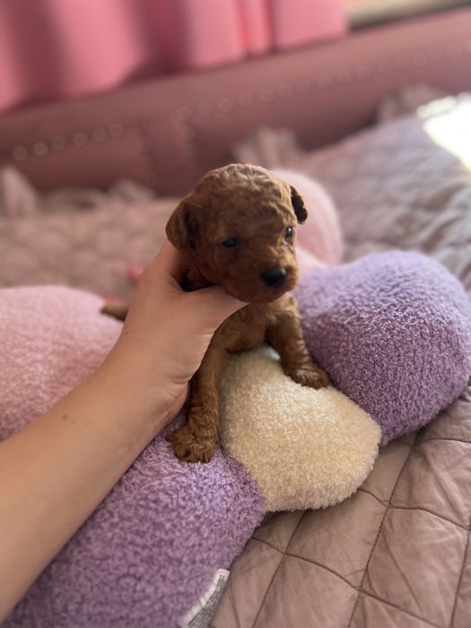 Pudel toy red płowy chłopak