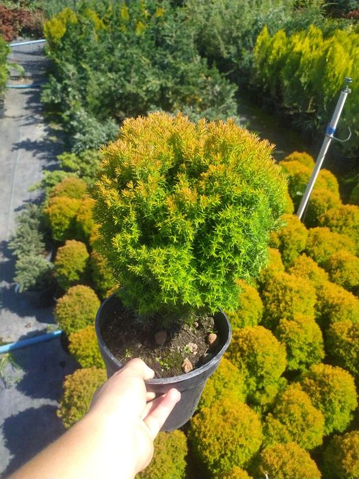 Туя західна Annek , Teddy 2 л - 100 грн