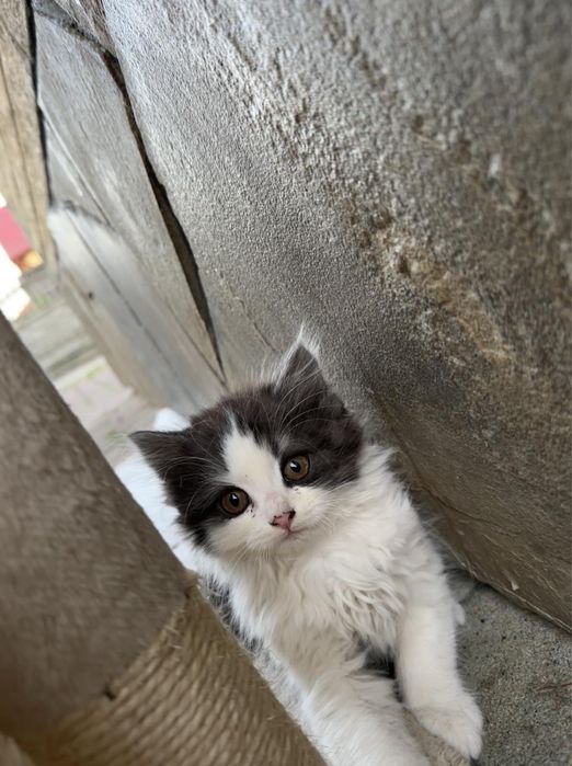 Кошенята в добрі руки