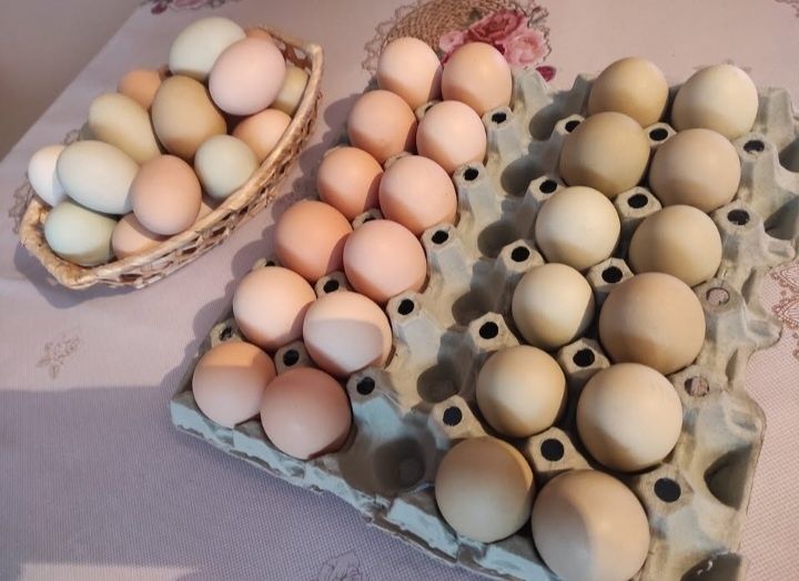 Sprzedam jajka lęgowe