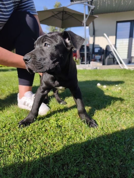 Cane Corso piękny piesek