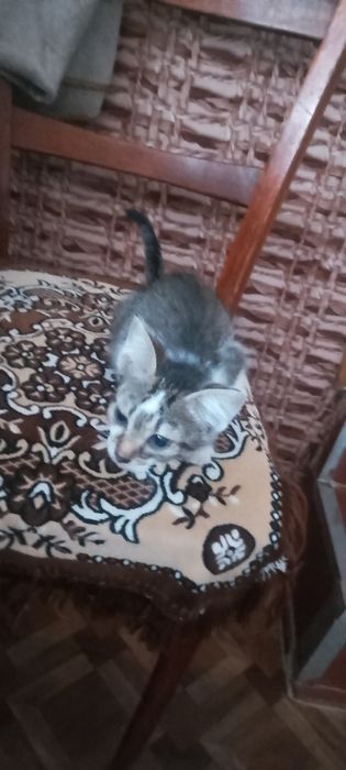 Отдам котят бесплатно