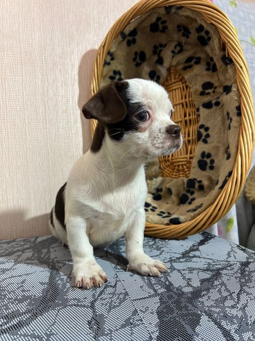 Чихуахуа. Хлопчик. Київ