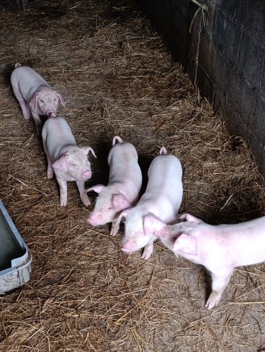 Leitões  para assar ou criar