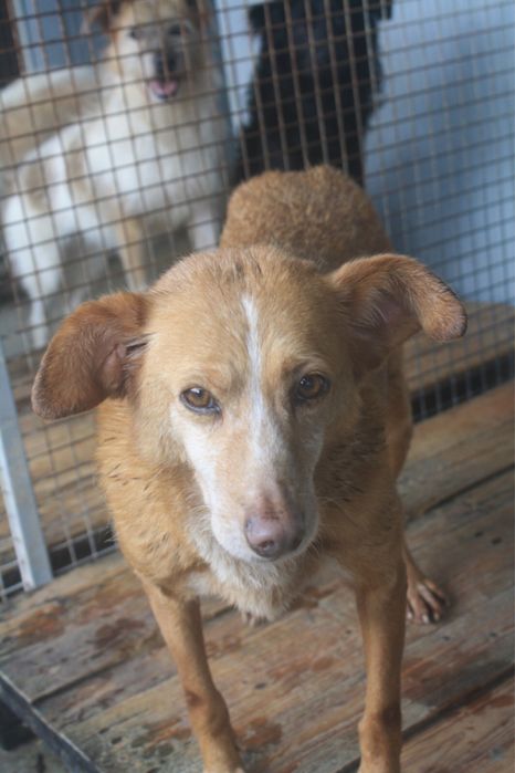 Sol - podengo porte medio