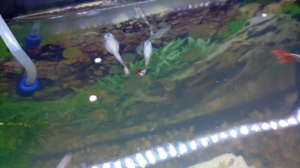 Peixes     guppy
