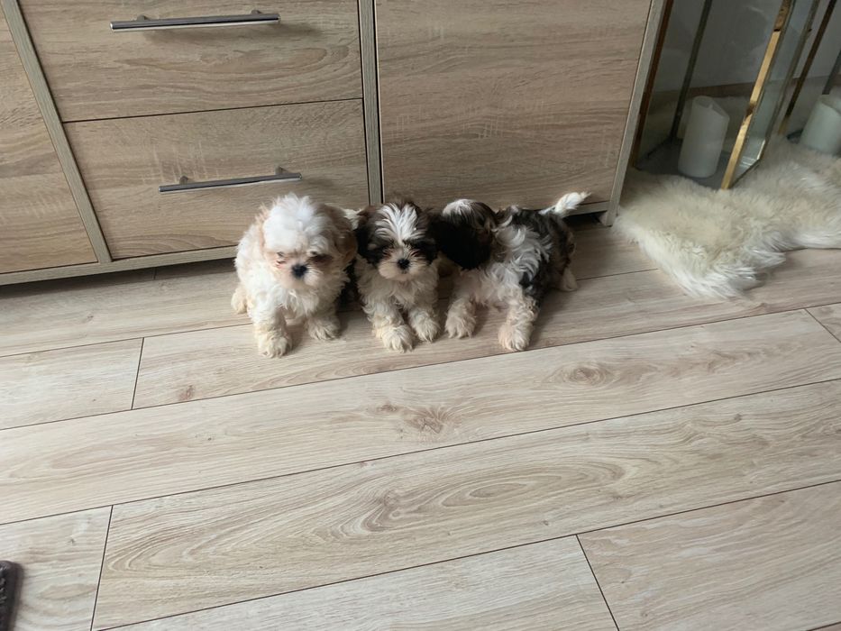 Shih tzu szczeniak