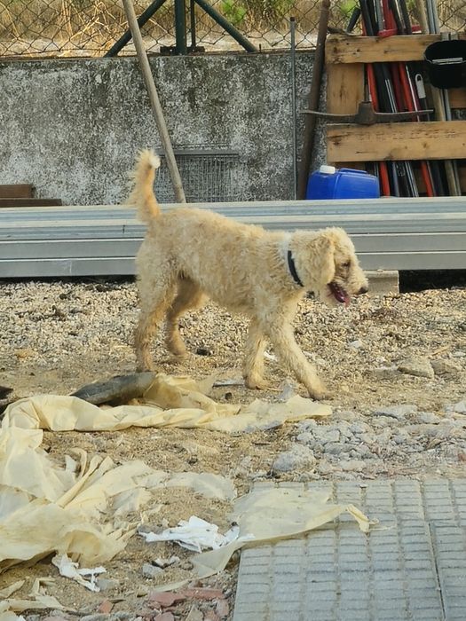 Cadela e cao para adoção