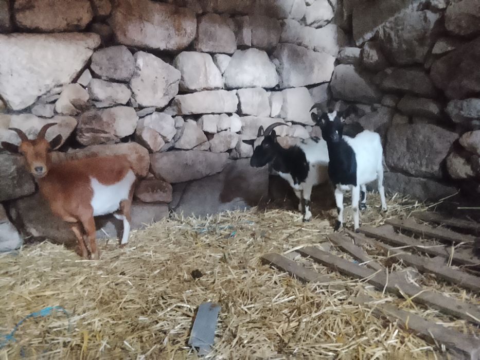 3 cabras anãs adultas