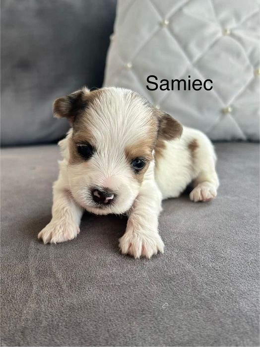 Szczeniaczki Yorkshire Terrier Biewer Miniaturki