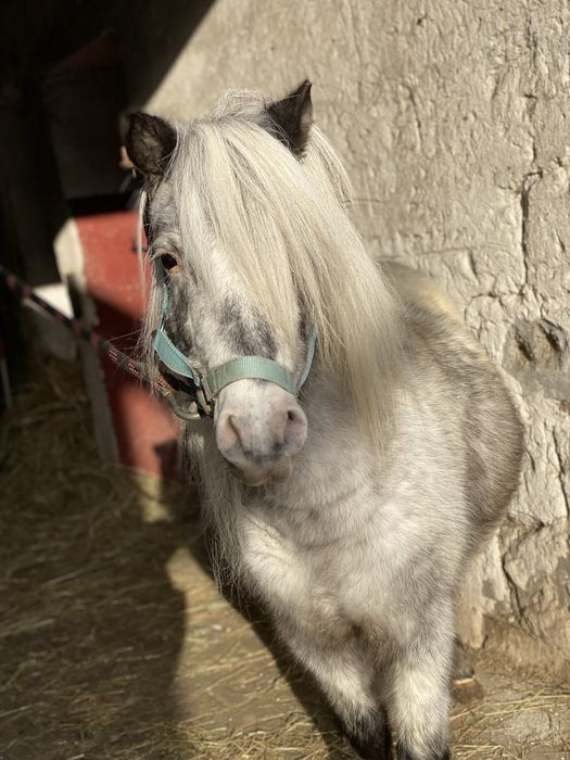 kuc appaloosa klacz źrebna