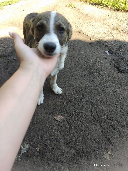 Цуценя, собачка, песик