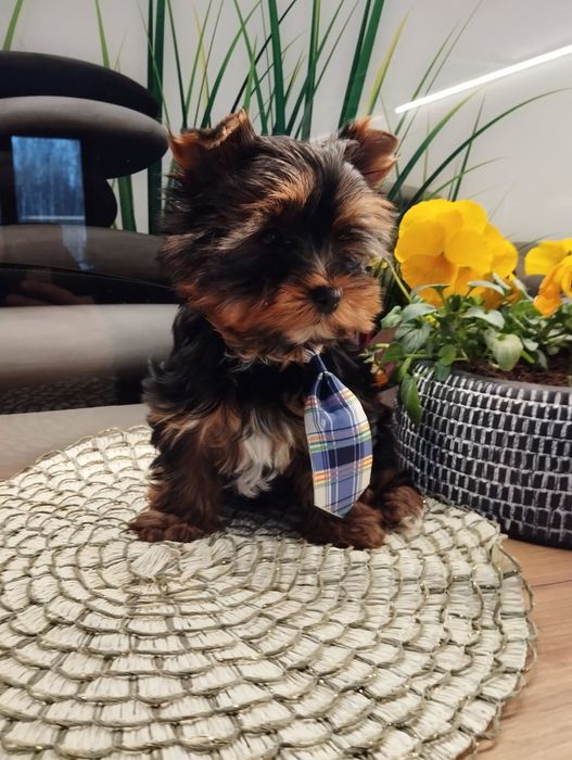 samczyk  Yorkshire terrier z Rodowodem