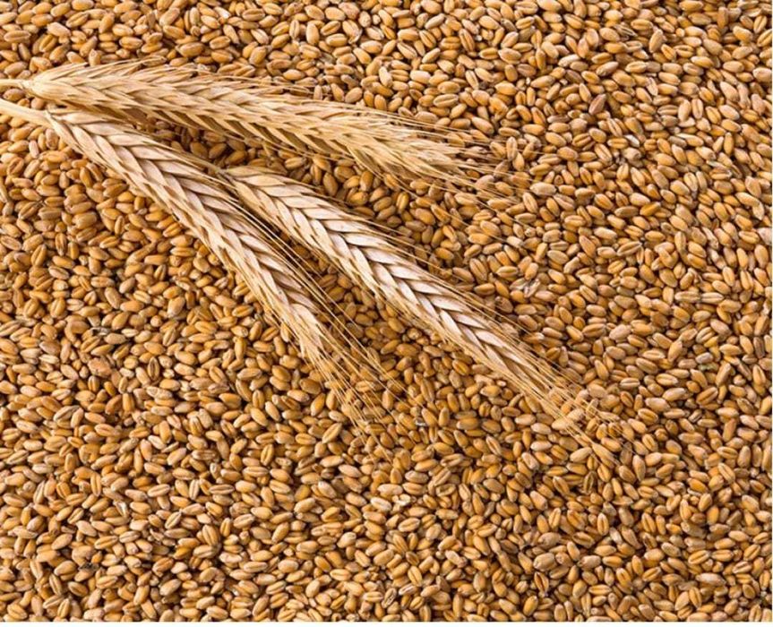 Продам пшеницю 1-ї репродукції