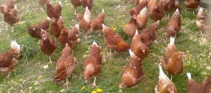 Куры несушки Ломан Браун
