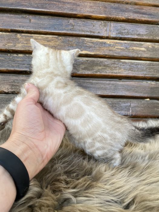 Бенгальські котики