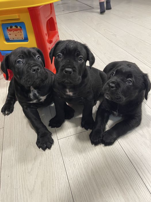 Щенятка Кане-Корсо