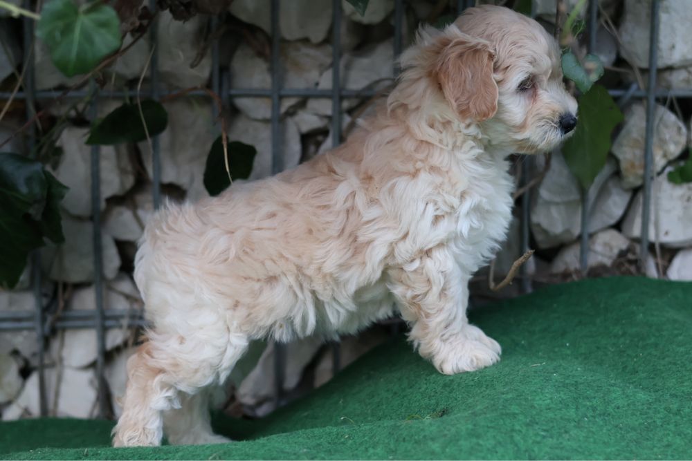 Maltipoo samiec