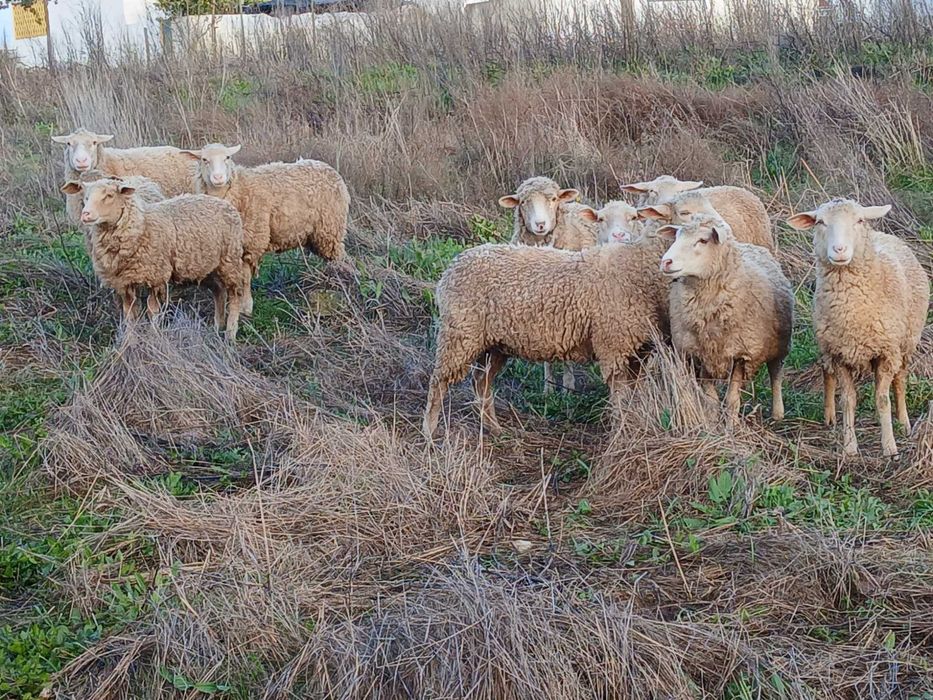 Lot 10 burregas merinas e crusadas