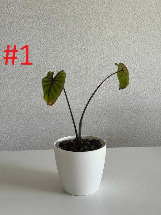 Colocasia Pharaos Mask