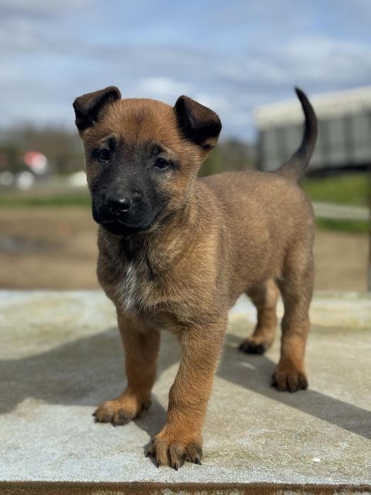 Pastor Belga Malinois