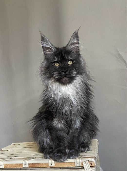 Мейн кун котенок девочка