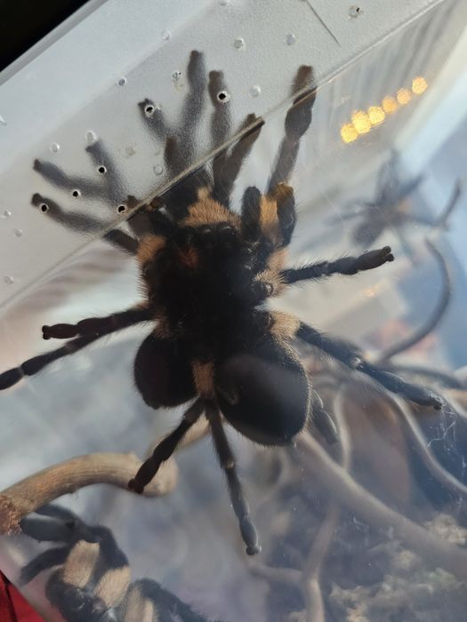 Monocentropus balfouri samice 5,5DC