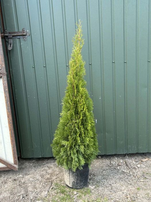 Szmaragdy 120 cm hurtowo