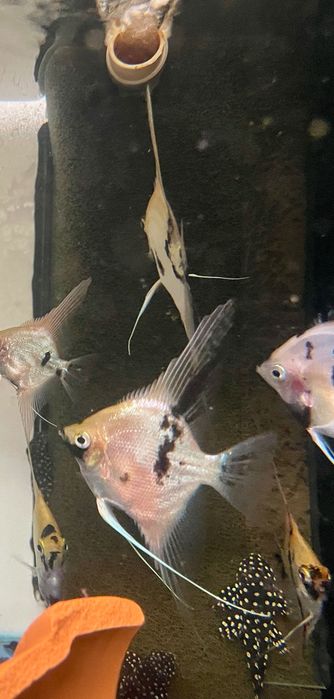 Pterophyllum Scalare - Koi - A Grade - p. Pearlscale (Gm/g, S/S, p/+)