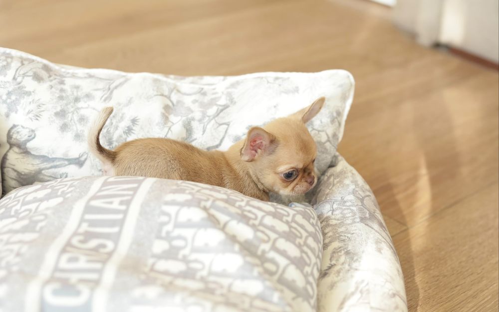 Chihuahua FCI chłopak