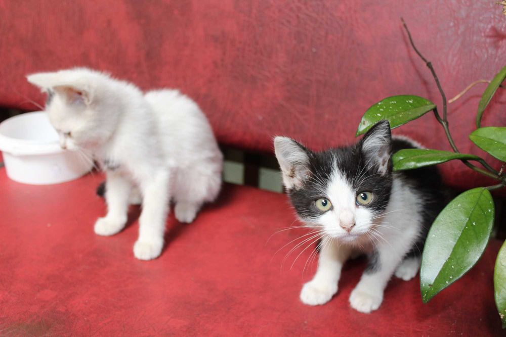 Кошенята у добрі руки