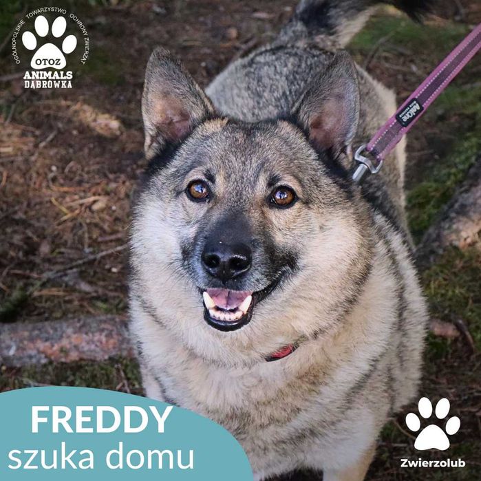 Freddy szuka kochającego domu!