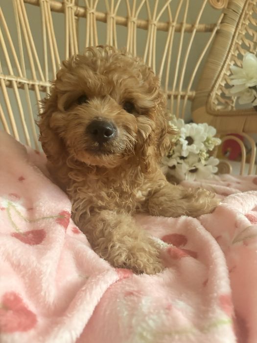 Cavapoo piesek biszkoptowy