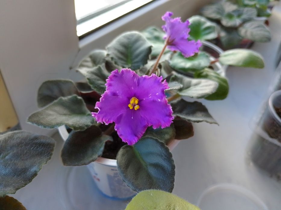 Продам сортову фіалку Нд Матрица