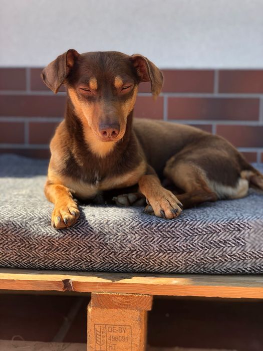 Tomasz - chętny do adopcji !