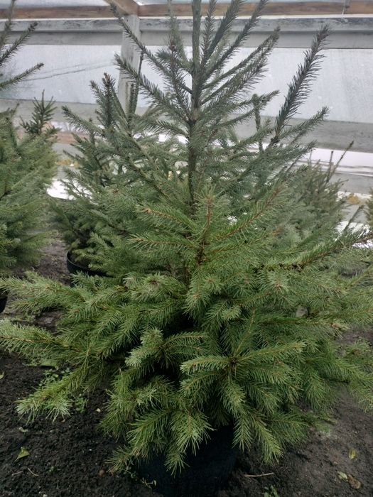 Ялинки до 150 см
