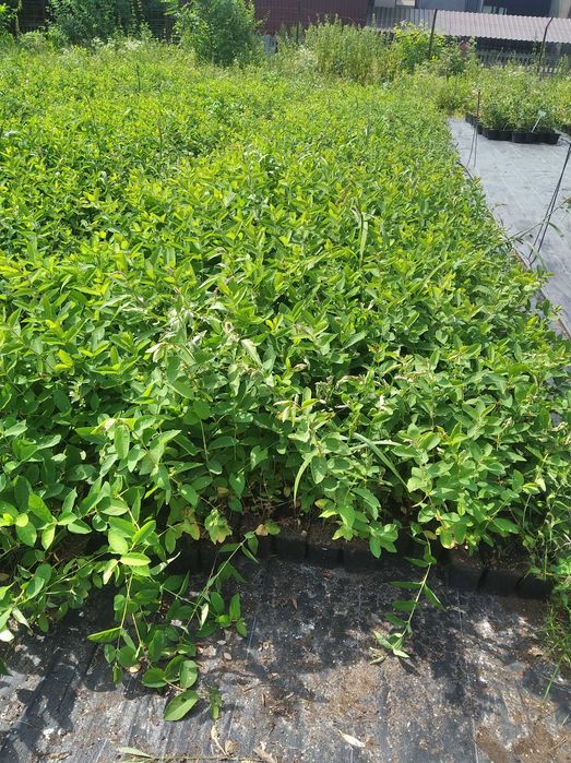 Sadzonki Jagody Kamczackiej